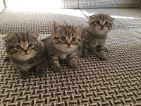 Лот: 7694814. Фото: 6. Котята шотландцы