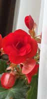 Лот: 17840130. Фото: 2. Бегония элатиор Vermilion Red... Комнатные растения и уход