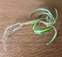 Лот: 23111017. Фото: 2. Хлорофитум отростки. Комнатные растения и уход