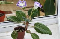 Лот: 2897942. Фото: 3. Глоксиния 44 (цветущее растение... Растения и животные