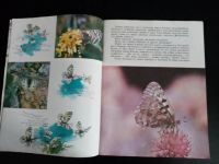 Лот: 24846491. Фото: 6. Синий махаон - книга об удивительных...