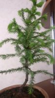 Лот: 13906063. Фото: 6. Bonsai