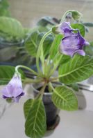 Лот: 4281113. Фото: 3. Глоксиния фиолетовая с белым. Растения и животные