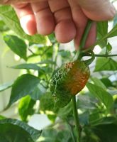 Лот: 12090826. Фото: 3. Плод перца Carolina Reaper (Каролина... Красноярск