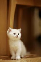 Лот: 7615476. Фото: 6. Продаем британского котенка
