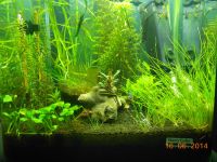 Лот: 4206181. Фото: 2. Элеохарис мини (ситняг). Аквариумистика