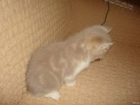 Лот: 12663793. Фото: 2. котенок шотландский прямоухий. Животные и уход