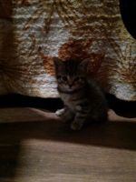 Лот: 12516106. Фото: 2. Котята-тигрята. Животные и уход