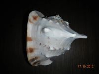 Лот: 3295951. Фото: 6. раковина морская 21 см