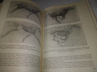 Лот: 24581166. Фото: 7. oz(3092315)Рабинович М. Ц. Пластическая...