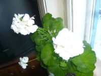 Лот: 5350160. Фото: 2. пеларгония белая, полумахровая... Комнатные растения и уход