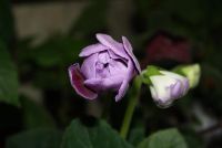 Лот: 4366687. Фото: 3. Глоксиния фиолетовая махровая... Растения и животные