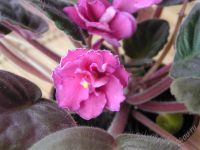 Лот: 2236337. Фото: 2. Фиалка розовая. Комнатные растения и уход
