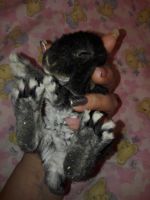 Лот: 12993185. Фото: 3. Кудрявый кролик декоративный вислоухий. Растения и животные