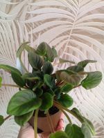 Лот: 21639365. Фото: 2. Фиалка Красный тюльпан (Акция). Комнатные растения и уход