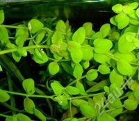 Лот: 437125. Фото: 2. Бакопа аустралис (южная) / Bacopa... Аквариумистика