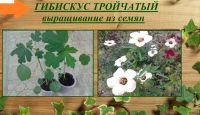 Лот: 18407787. Фото: 2. Кенаф.Гибискус тройчатый.семена. Семена, рассада, садовые растения