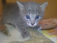 Лот: 1338379. Фото: 2. Очаровательные котята ищут заботливые... Животные и уход