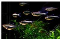Лот: 16203920. Фото: 3. Неон черный (Hyphessobrycon herbertaxelrodi... Растения и животные