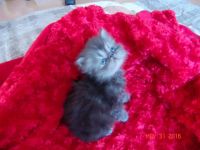 Лот: 7661356. Фото: 2. Котик персидский экстримал. Животные и уход