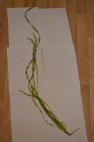 Лот: 7582088. Фото: 2. Валлиснерия спиральная 1 шт. Аквариумистика