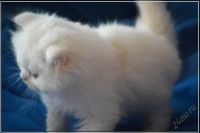 Лот: 5693785. Фото: 5. Клубный хайленд фолд, страйт