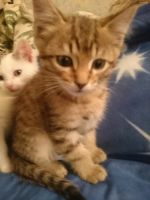Лот: 3553311. Фото: 7. Котята мальчики - красавчики...