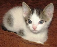 Лот: 4075726. Фото: 5. Подарю замечательных котят