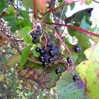 Лот: 6073425. Фото: 4. Виноград Амурский (Vitis amurensis... Красноярск