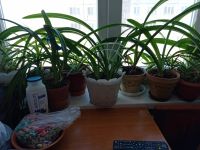 Лот: 19985330. Фото: 5. Цветы домашние