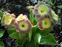 Лот: 1826914. Фото: 6. Примулы