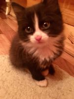 Лот: 12750342. Фото: 4. Котята. Красноярск