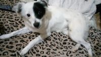 Лот: 10370864. Фото: 2. Собака ищет дом. Животные и уход