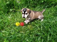 Лот: 13954325. Фото: 7. Щенки помесь охотничья и Хаски...