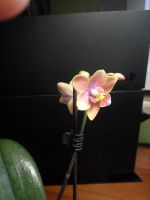 Лот: 17004790. Фото: 3. Орхидея Dusty Belle. Растения и животные