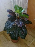 Лот: 993912. Фото: 2. Кротон взрослый куст. Комнатные растения и уход