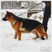 Лот: 6521406. Фото: 3. Продам щенков немецкой овчарки. Растения и животные