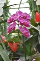 Лот: 2541536. Фото: 2. Орхидеи, Луковицы. Комнатные растения и уход
