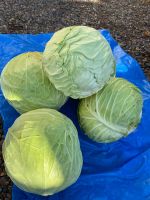 Лот: 7645320. Фото: 2. Капуста белокачанная для хранения... Продукты
