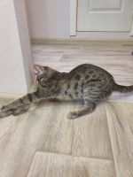Лот: 15787601. Фото: 2. Бенгальский котёнок, девочка. Животные и уход