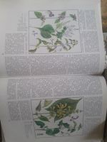 Лот: 19001449. Фото: 2. Лесные травянистые растения.Справочник... Справочная литература