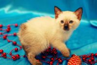 Лот: 3674120. Фото: 2. Меконгский тайский бобтейл. Евсей... Животные и уход
