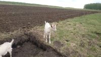 Лот: 7597163. Фото: 2. козленок. Животные и уход