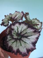 Лот: 7962435. Фото: 2. Бегония королевская (Begonia rex... Комнатные растения и уход