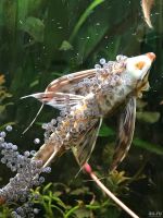 Лот: 15647909. Фото: 6. Стурисома Панамская– сом аквариумная...