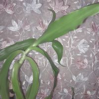 Лот: 10655303. Фото: 2. Каллизия,золотой ус. Комнатные растения и уход