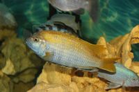 Лот: 3562339. Фото: 3. Псевдотрофеус трофеопс. (Pseudotropheus... Растения и животные