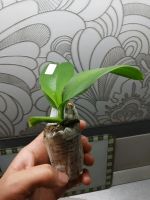 Лот: 16373821. Фото: 5. Орхидея Фаленопсис сорт Octopus