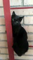 Лот: 12009968. Фото: 2. Котенок, мальчик. Животные и уход