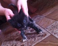Лот: 4111683. Фото: 2. Котята!!!!. Животные и уход